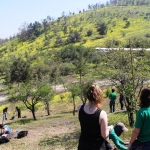 Plantación de arboles