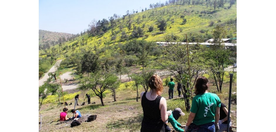 Plantación de arboles
